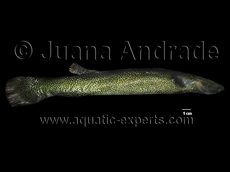Articulo sobre peces de agua dulce de Colombia